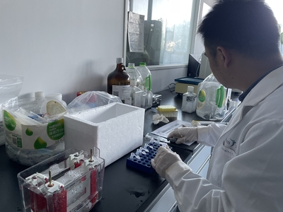 解碼兔輔肌動(dòng)蛋白α2（ACTN2） 從細(xì)胞骨架到疾病研究的全能分子